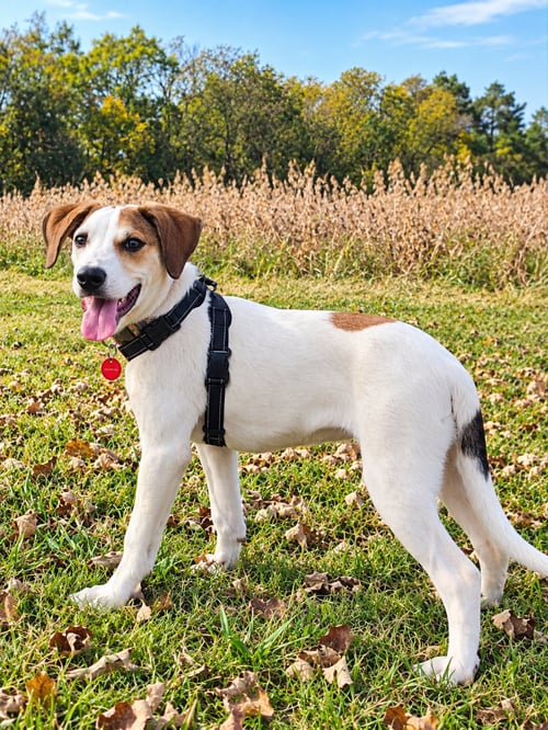 CAULIFLOWER (F) - Hound / Australian Cattle Dog/Blue Heeler available for adoption