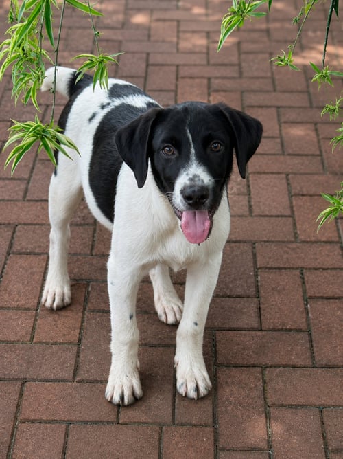 BALSAM FIR (M) - Labrador Retriever / Husky available for adoption