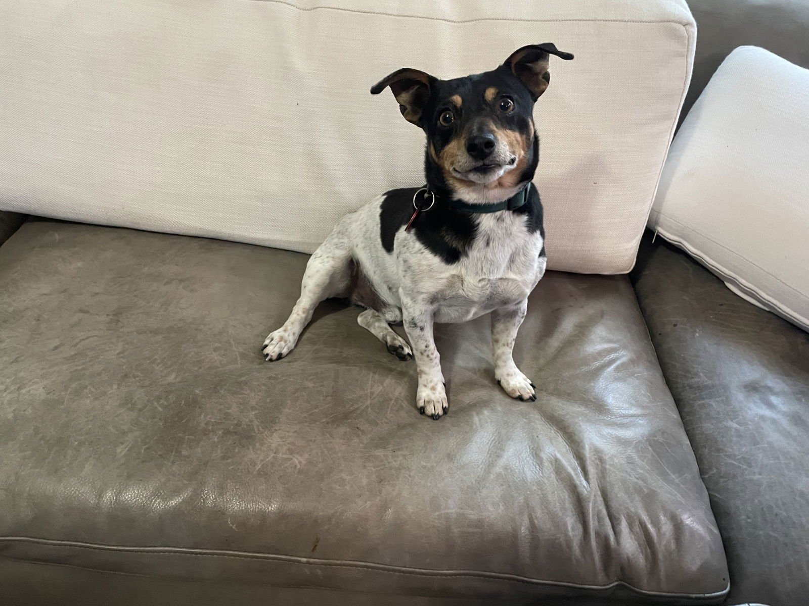 LAWRENCE - Jack Russell Terrier available for adoption