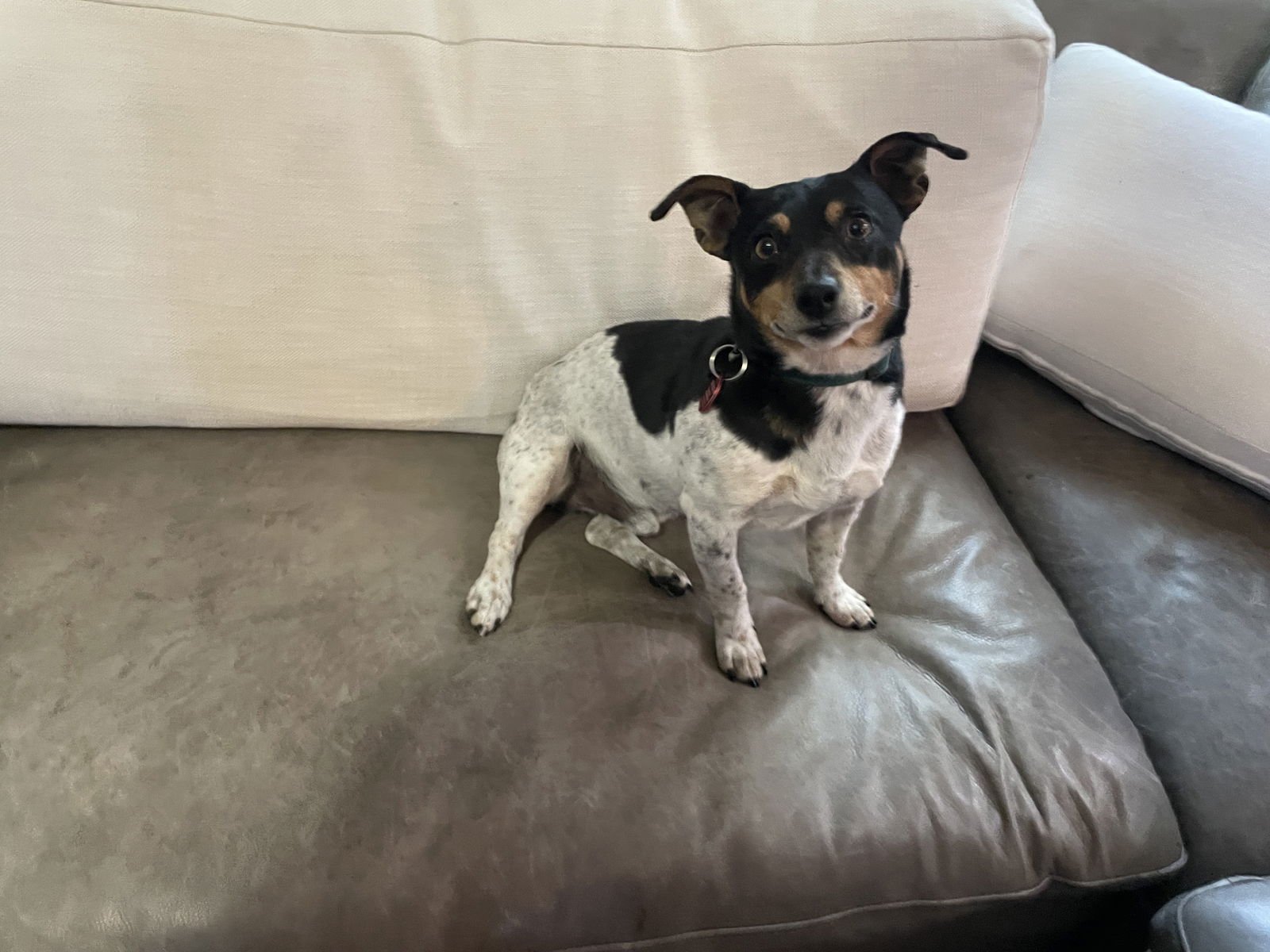 LAWRENCE - Jack Russell Terrier available for adoption