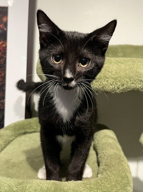 TRUMPET - Domestic Short Hair available for adoption