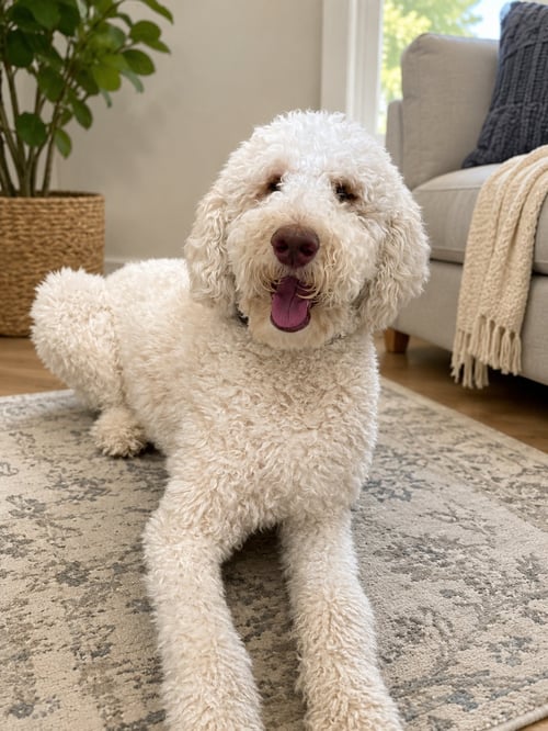 ARCHIE