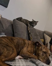 Buddy - Photo 6