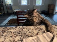Buddy - Photo 2