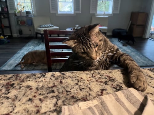 BUDDY - Domestic Short Hair available for adoption