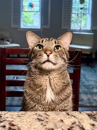 Buddy - Photo 1