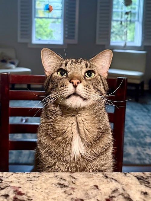 BUDDY - Domestic Short Hair available for adoption