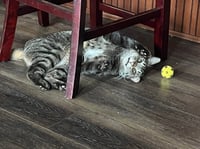 Buddy - Photo 5
