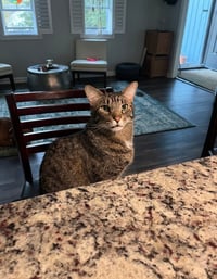 Buddy - Photo 3