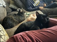 Buddy - Photo 10