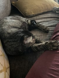 Buddy - Photo 11