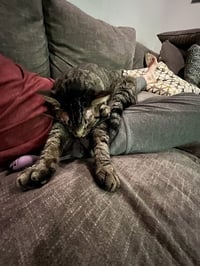 Buddy - Photo 9