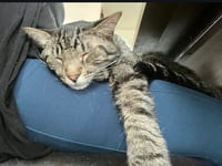 Buddy - Photo 7