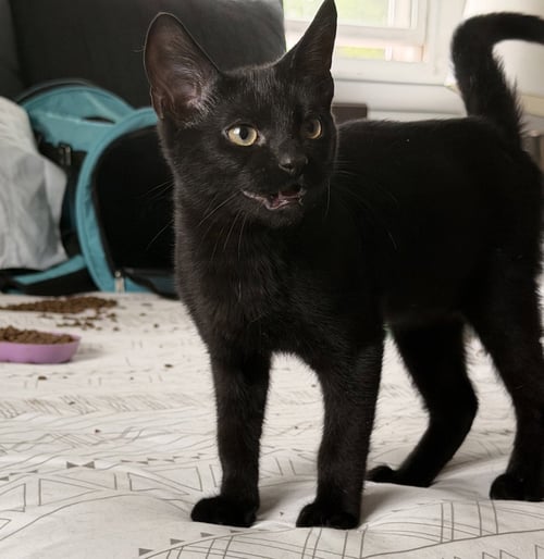 BREEZE - Domestic Short Hair for adoption in Nashville