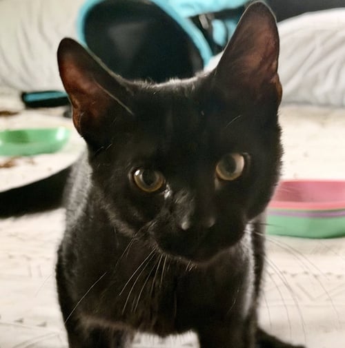 BREEZE - Domestic Short Hair available for adoption
