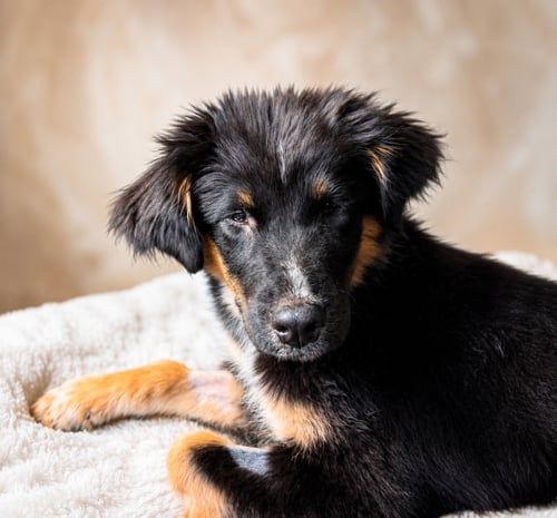 MOLLIEMAE - Australian Shepherd available for adoption