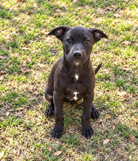 Shelby - Photo 1