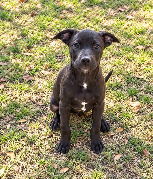 SHELBY - Pit Bull Terrier available for adoption