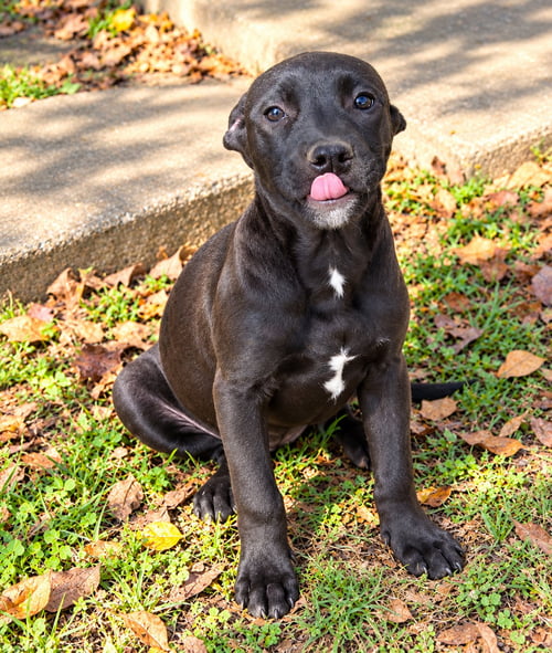 SHELBY - Pit Bull Terrier available for adoption