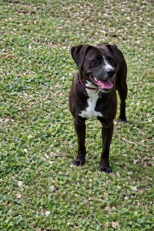 JUNIPER - Labrador Retriever / Pit Bull Terrier available for adoption