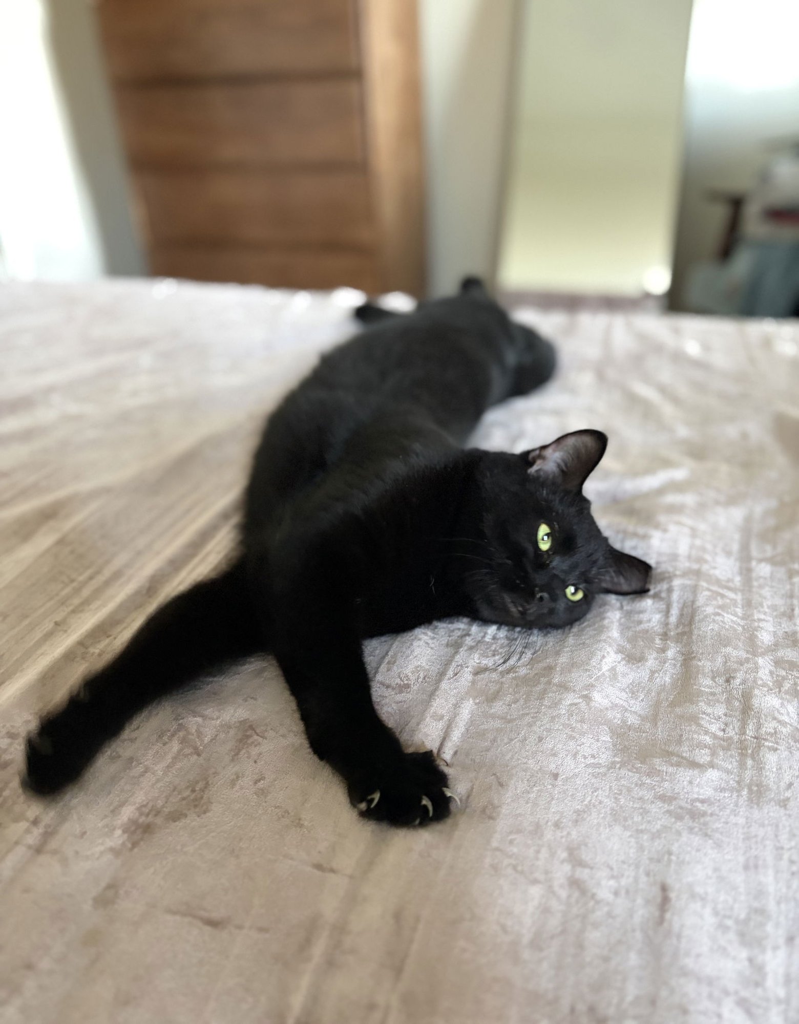 JORDAN - Domestic Short Hair available for adoption