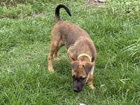 Hickory (F) - Photo 2