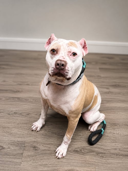 NYLA - Pit Bull Terrier available for adoption