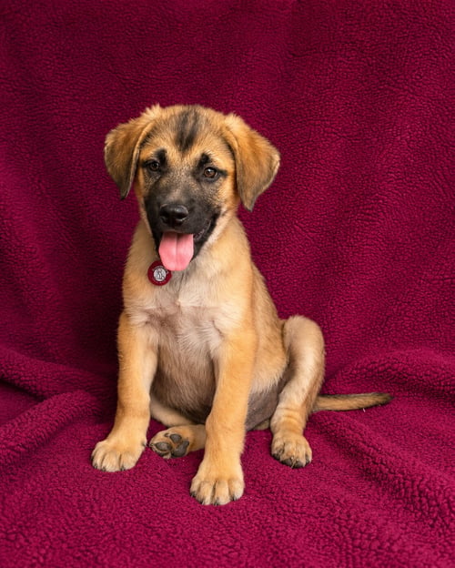 BROOKS - Labrador Retriever available for adoption