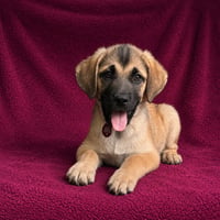 Brooks - Photo 3