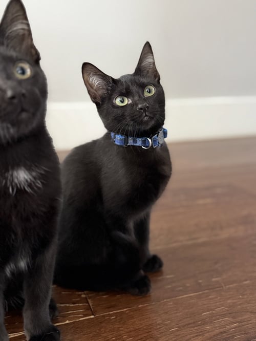 ZEV - Domestic Short Hair available for adoption
