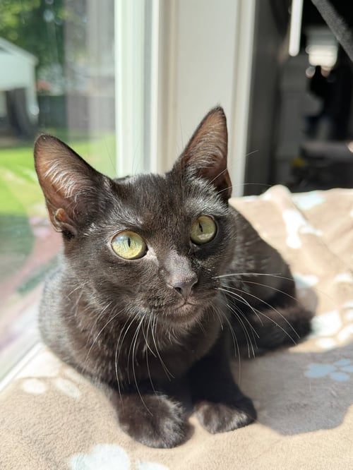 ZEV - Domestic Short Hair for adoption in Nashville
