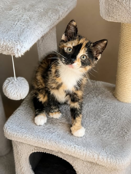 SAIGE MAE - Domestic Short Hair / Calico available for adoption