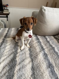 Brinley (F) - Photo 1