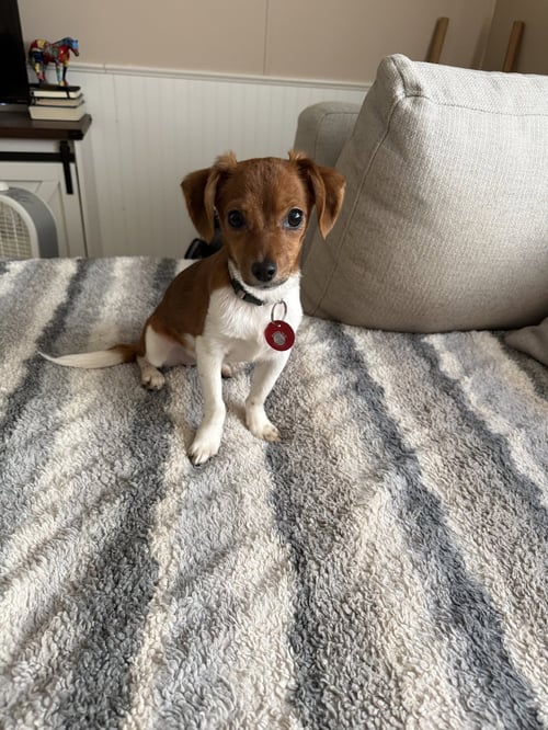BRINLEY (F) - Chihuahua available for adoption