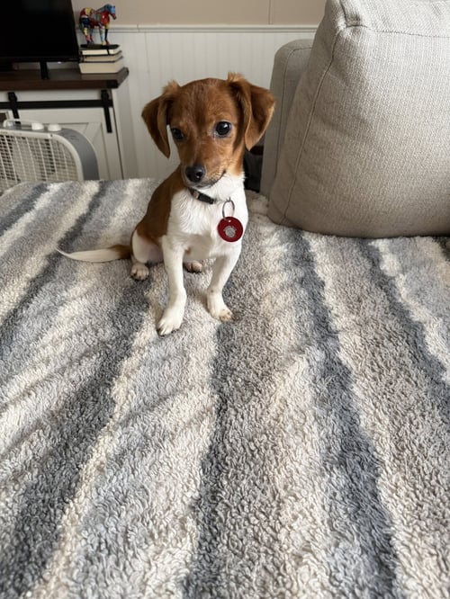 BRINLEY (F) - Chihuahua available for adoption