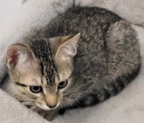 Jetta - PSP Foster Home Image