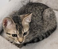 Jetta - PSP Foster Home - Photo 1