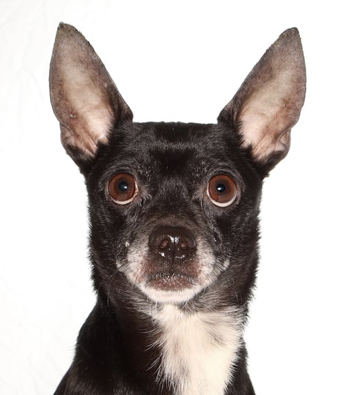 TOBY - Chihuahua available for adoption