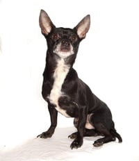 Toby - Photo 2
