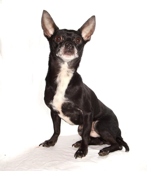 TOBY - Chihuahua available for adoption