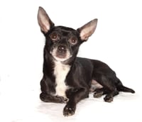 Toby - Photo 3