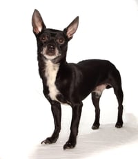 Toby - Photo 4