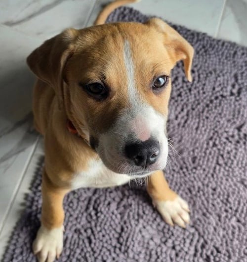 LOUIS - Yellow Labrador Retriever available for adoption