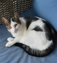 Snickers foster home - Photo 2