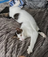 Snickers foster home - Photo 3