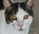 SNICKERS FOSTER HOME - Domestic Short Hair available for adoption