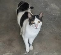 Snickers foster home - Photo 4