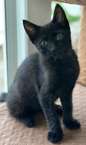 WILLIE - CENTER FOSTER HOME - Domestic Short Hair available for adoption