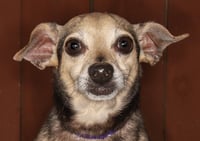 Scooby - Photo 1