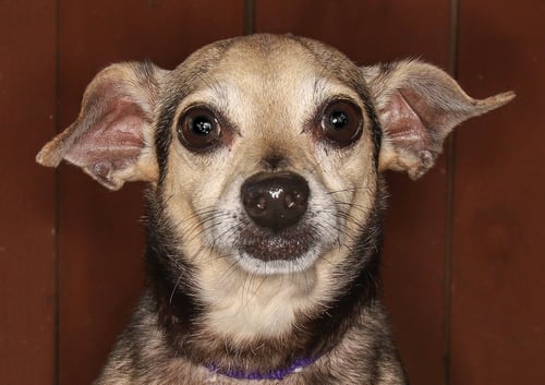 SCOOBY - Chihuahua / Dachshund available for adoption